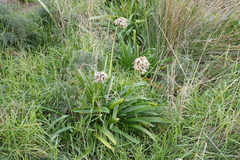 Agapanthus praecox
