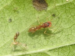 Synemosyna formica