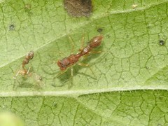 Synemosyna formica