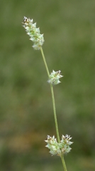 Froelichia arizonica