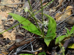 Froelichia arizonica