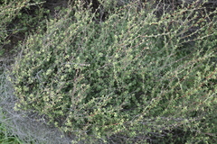 Kunzea robusta