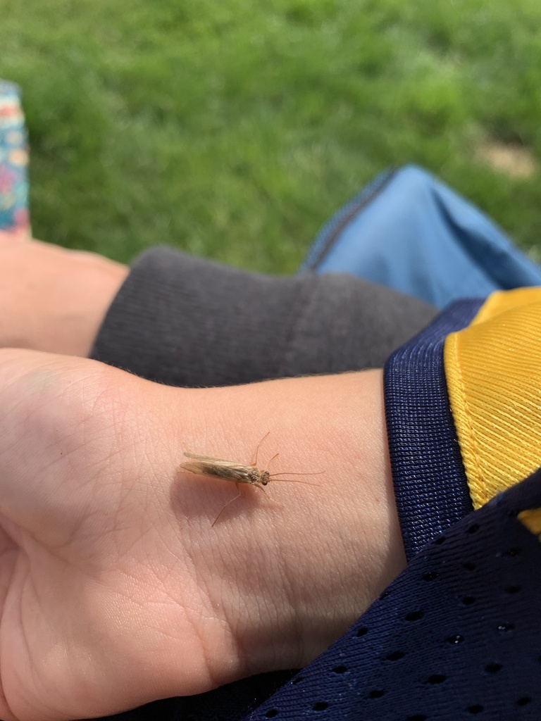 Caddisflies from Mounds View High School, Arden Hills, MN, US on