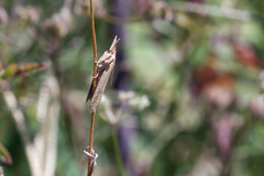 Ematheudes punctella