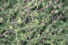 Kunzea robusta
