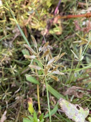 Cyperus diandrus