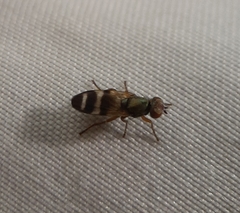 Chaetopsis massyla