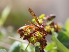 Belonogaster lateritia