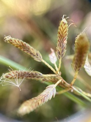 Cyperus diandrus