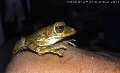 Polypedates cruciger