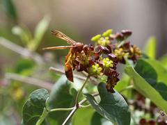 Belonogaster lateritia