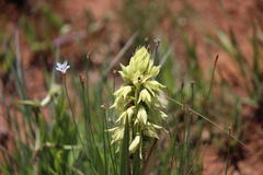 Orthochilus foliosus