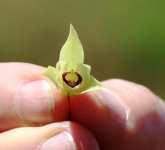Orthochilus foliosus