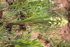 Orthochilus foliosus