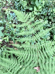 Macrothelypteris