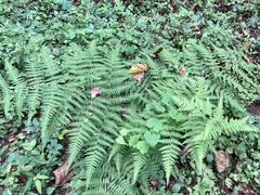 Macrothelypteris