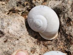 Dorcasia