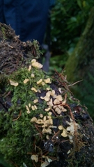 Calocera pallidospathulata