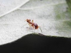 Synemosyna formica
