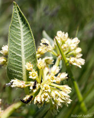 Xysmalobium acerateoides