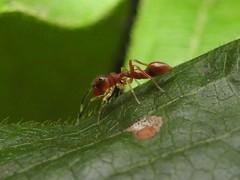 Synemosyna formica
