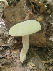 Boletus albisulphureus