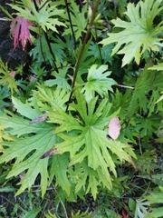 Ligularia przewalskii