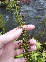 Ligularia przewalskii
