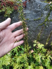Ligularia przewalskii