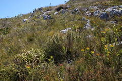 Grubbia tomentosa