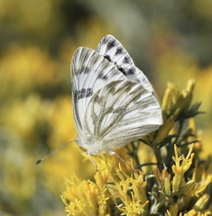 Pontia occidentalis