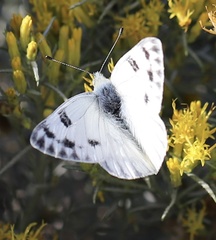 Pontia occidentalis