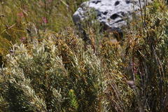 Grubbia tomentosa