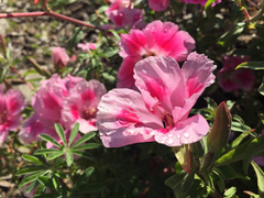 Clarkia amoena amoena