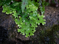 Pseudocyphellaria homoeophylla