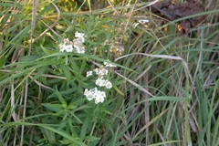 Achillea salicifolia