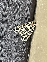 Apantesis incorrupta