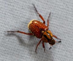 Monochelus elegantulus