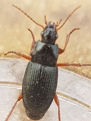 Calathus fuscipes