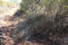 Limonium longifolium