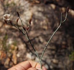 Limonium longifolium