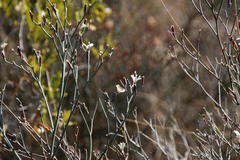 Limonium longifolium