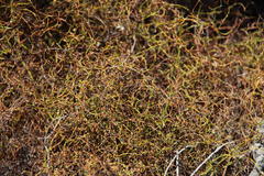 Restio gaudichaudianus