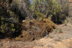 Restio gaudichaudianus