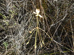 Pelargonium pillansii