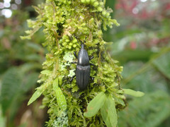 Cactophagus crenatus