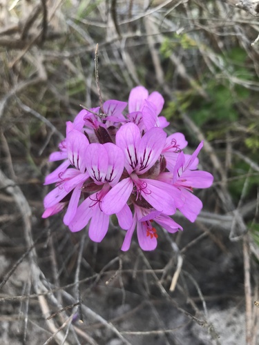 rose-scented geranium