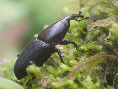 Cactophagus crenatus