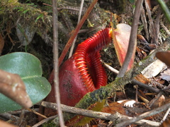 Nepenthes villosa