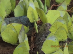 Abaeis mexicana
